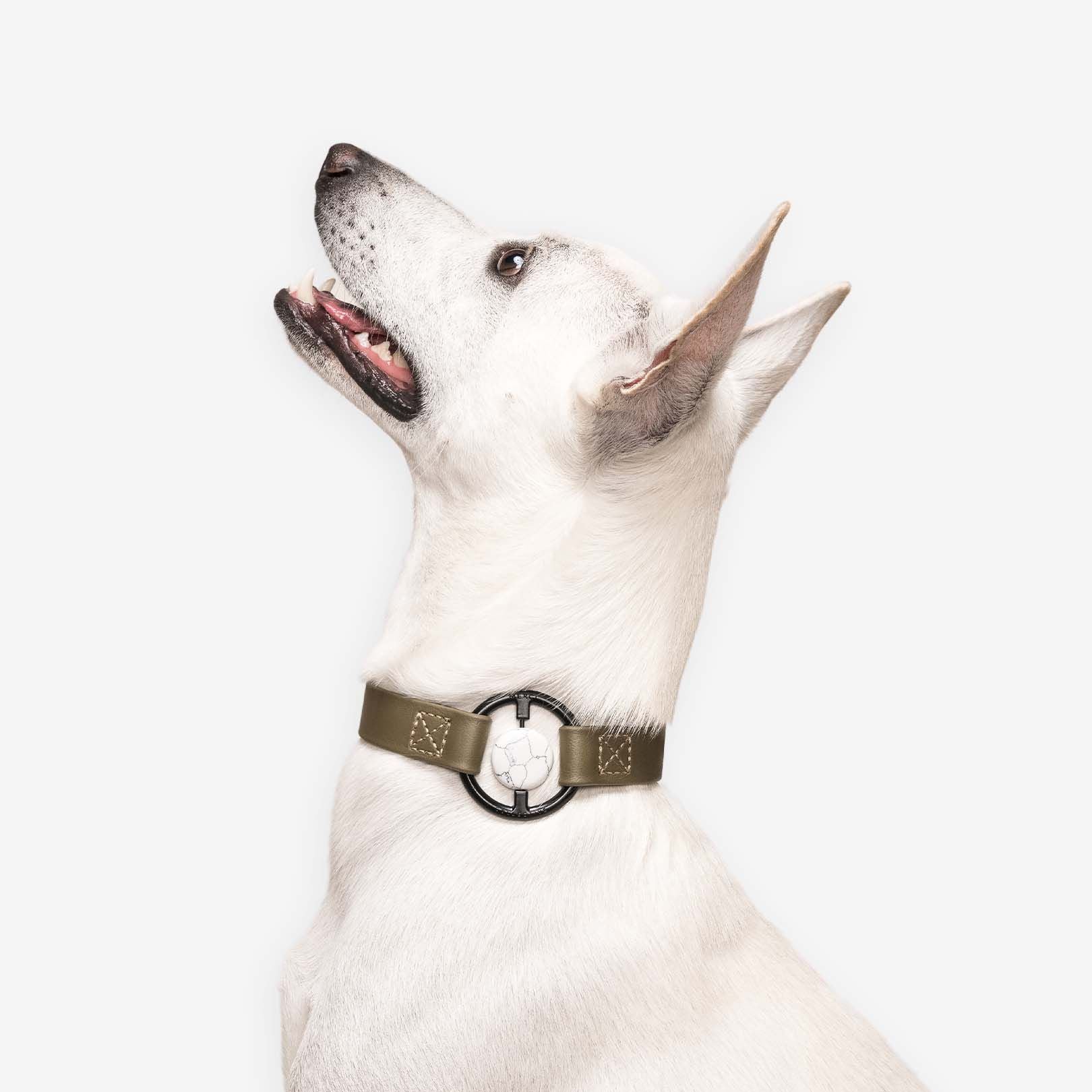 Luxury Spill-Proof Dog Collar Embedded with Healing Crystal